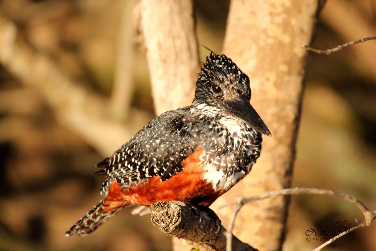 St Lucia Kingfisher Lodge Ngoại thất bức ảnh