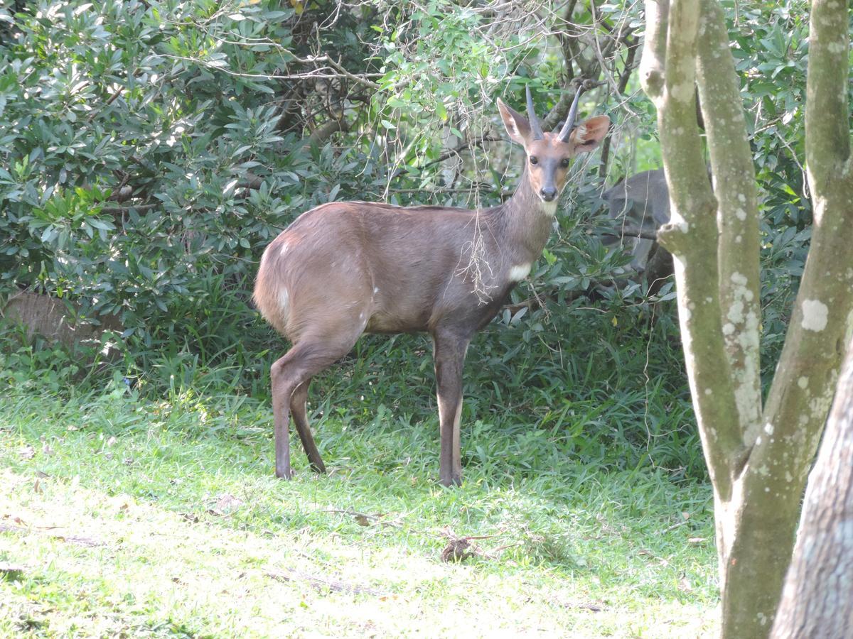 St Lucia Kingfisher Lodge Ngoại thất bức ảnh